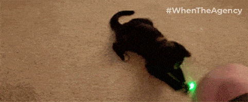 The Rubicon Agency - Meme of the week - Chasing the tail